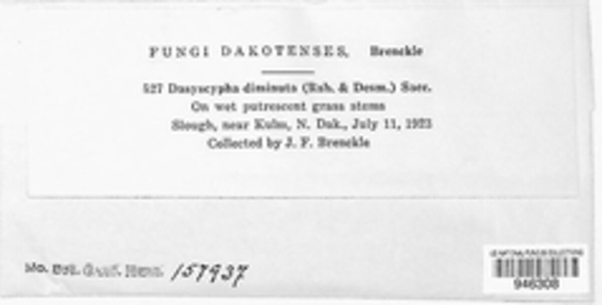Lachnum diminutum image